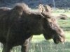 Bull Moose at Vickers Ranch Lake City, CO