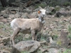 Alpine Loop Bighorn Sheep Ewe Cinnamon Pass Colorado