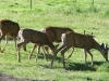 Deer Visit Our Ranch Workamping RV Site