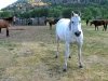 Vickers Ranch Trail Horses Lake City Colorado