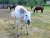 Vickers Ranch Trail Horses Lake City Colorado
