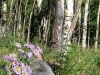 Vickers Lake Wildflowers and Aspen