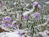 Crystal Lakes Wildflowers in Snow