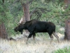 Crystal Lakes Moose visits Jerry's Acres