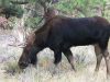 Crystal Lakes Moose visits Jerry's Acres