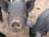 Mulefoot Pigs at Diggin Dust Heritage Hog Farm