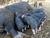 Workamping at Diggin Dust Heritage Hog Farm Cope CO