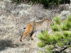 Bobcat at Jerry's Acres Red Feather Lakes, CO