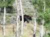 Crystal Lakes Moose