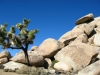 Cap Rock, Joshua Tree National Monument