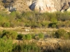 Caballos Mexicanos, Big Bend Ranch State Park