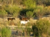 Caballos Mexicanos, Big Bend Ranch State Park