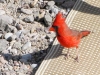 Western Cardinal Big Bend Ranch State Park