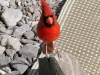 Western Cardinal Big Bend Ranch State Park