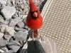 Western Cardinal Big Bend Ranch State Park