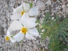 Black Gap WMA Texas Spring Wildflowers