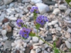 Black Gap WMA Texas Spring Wildflowers