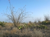 Black Gap WMA Texas Spring Ocotillo Bloom