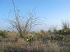 Black Gap WMA Texas Spring Ocotillo Bloom