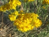 Black Gap WMA Texas Spring Wildflowers