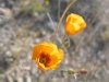 Black Gap WMA Texas Spring Wildflowers