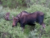 Deer Lakes Bull Moose