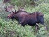 Deer Lakes Bull Moose