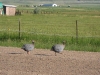 Colorado Horse Property Guinea Hens