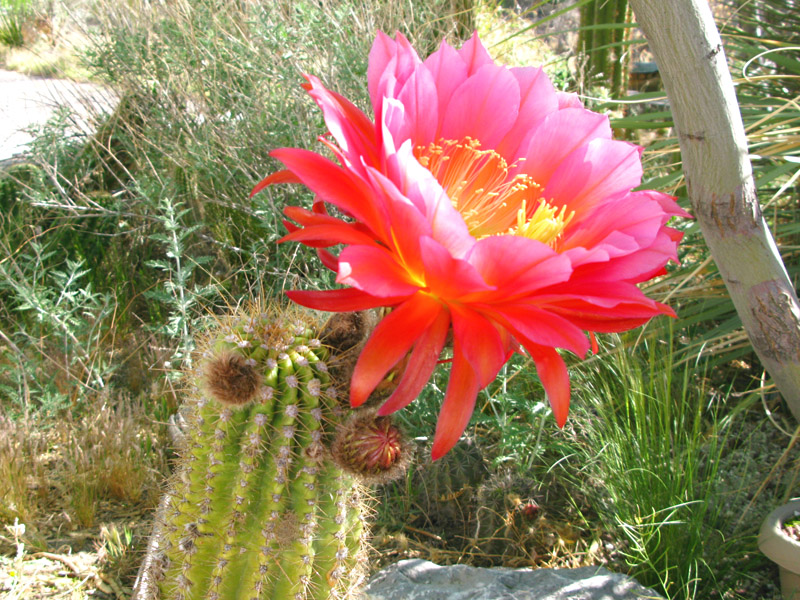 New Mexico Spring Cactus Flower in Bloom