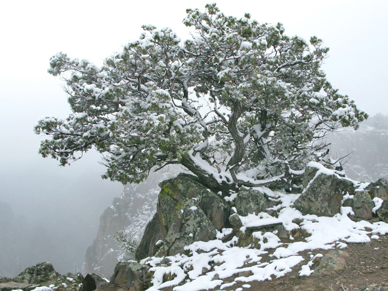 Frozen Tree of Knowledge Over  Black Canyon National Forest