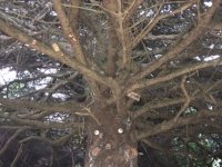 Tree People Copalis Beach WA