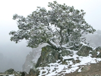 Frozen Tree of Knowledge Over  Black Canyon National Forest