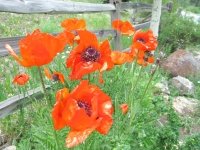 Vickers Ranch Home Flower Garden by Rene