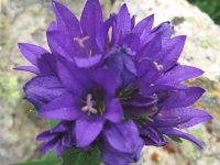Vickers Ranch Home Flower Garden Detail by Rene