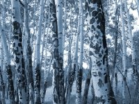 Colorado Aspen Trees