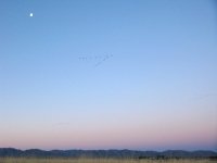 Cranes in Flight over Arizona Sunrise