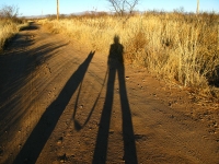 Elfrida Desert Sunrise Shadow Dog
