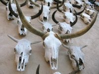 Longhorn Sculpture Gage Hotel Marathon Texas