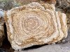 Rock Art