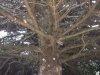 Tree People Copalis Beach WA