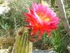 New Mexico Spring Cactus Flower in Bloom