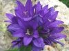 Vickers Ranch Home Flower Garden Detail by Rene