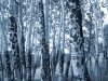 Colorado Aspen Trees