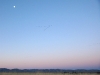 Cranes in Flight over Arizona Sunrise