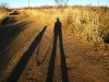 Elfrida Desert Sunrise Shadow Dog