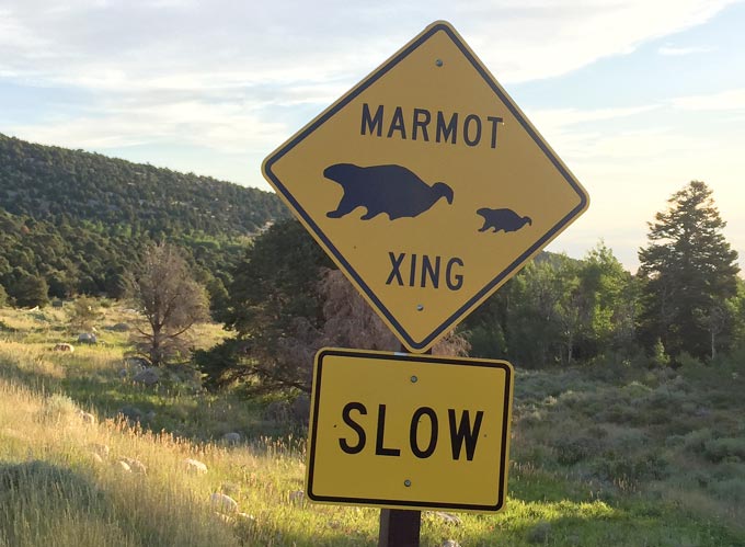 marmot crossing