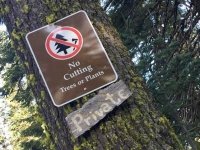 No Tree Cutting Mount Shasta near Weed, CA