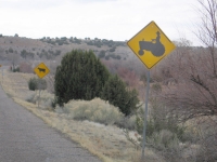Beware of Tractors and Cows Near Cochiti Lake, NM