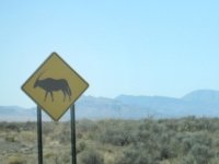 Gnu crossing on White Sands Missle Range?