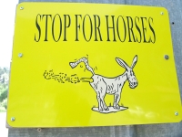 Stop for Horse Farts on Vickers Ranch Rides